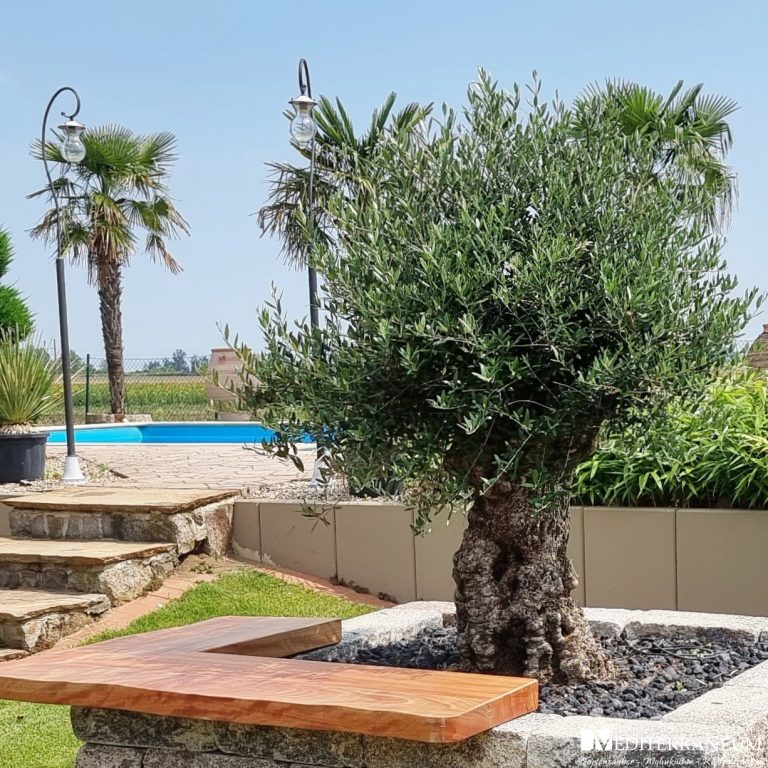 knorriger Olivenbaum eingepflanzt im Garten von Mediterraneum Gartenbau Köthen