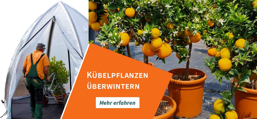 Überwinterungszelt Florino XL Kübelpflanzen Citrus myrtifolia Chinotto Duftorange Schaugarten im Mediterraneum Köthen